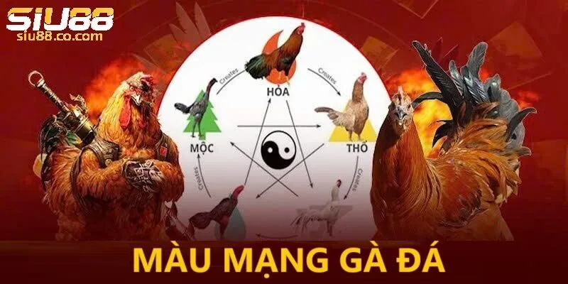 Giới thiệu về cách chọn màu gà