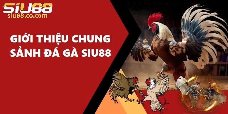 Thiên đường đá gà trực tuyến tại Siu88
