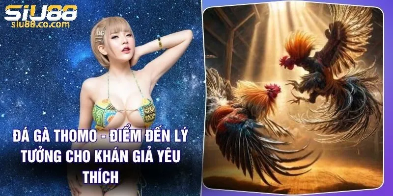 Tìm hiểu Đá Gà Thomo Siu88 