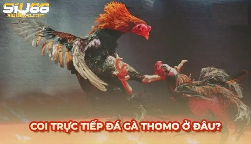 Cách phân định thắng thua Đá Gà Thomo Siu88